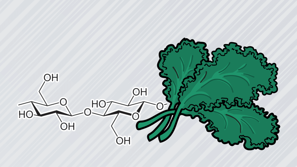 Polysaccharides - cellulose
