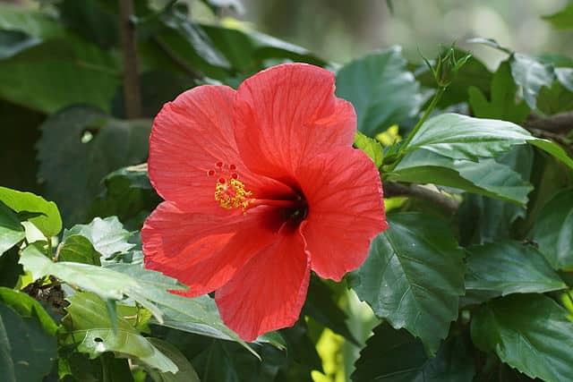 Hibiscus_00526