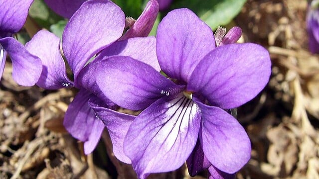 Purpleflower_Violet
