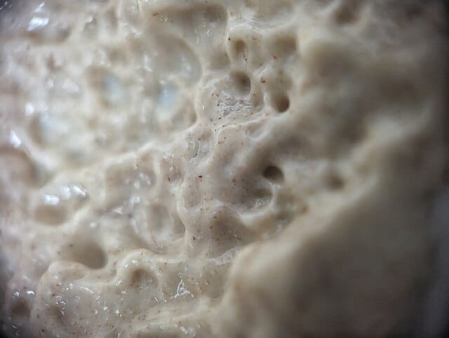 Surdej sourdough gær