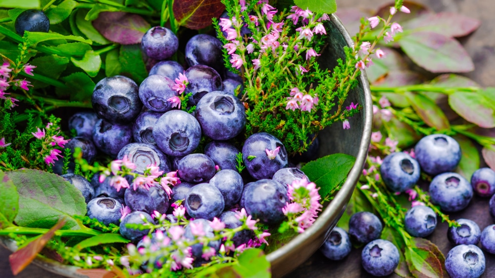Fresh,Blueberry,Full,Of,A,Antioxidant,And,An,Anthocyan,Flavonoid
