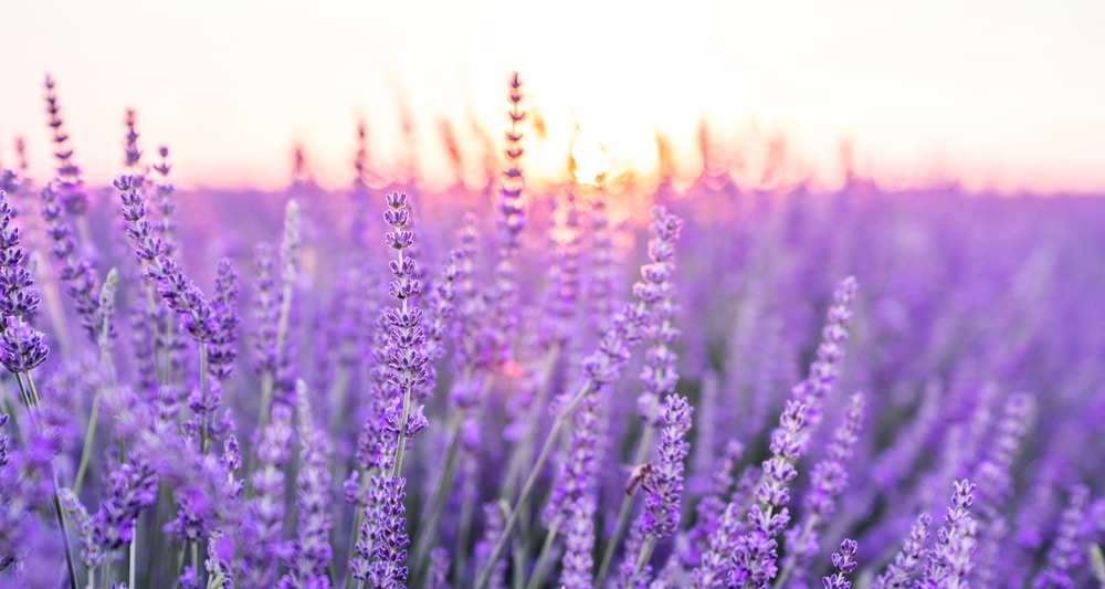 Sunset,Over,A,Violet,Lavender,Field,.valensole,Lavender,Fields,,Provence,