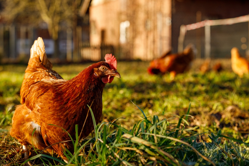 Free,Range,Organic,Chickens,Poultry,In,A,Country,Farm,On
