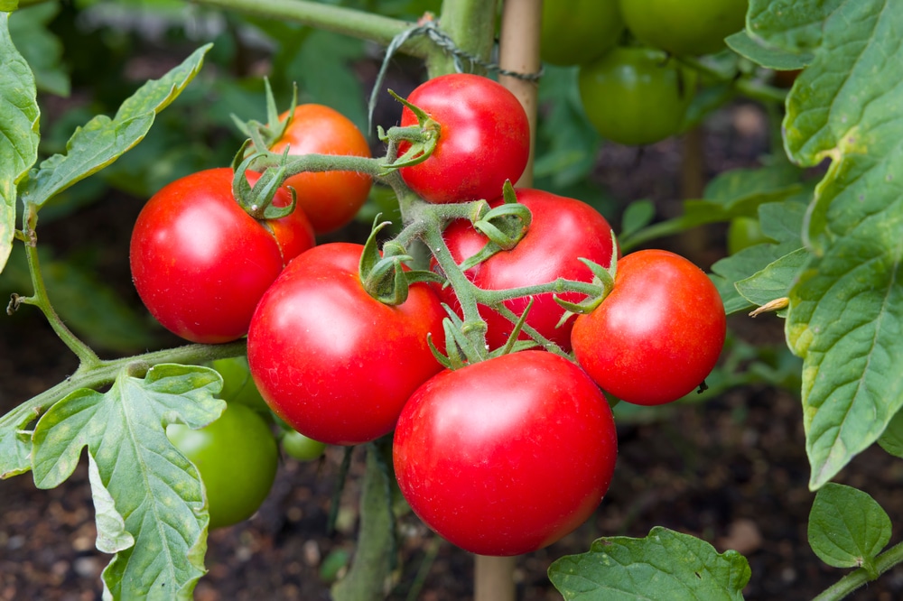 Ripe,Red,Tomatoes,Growing,On,A,Vine,In,A,Vegetable