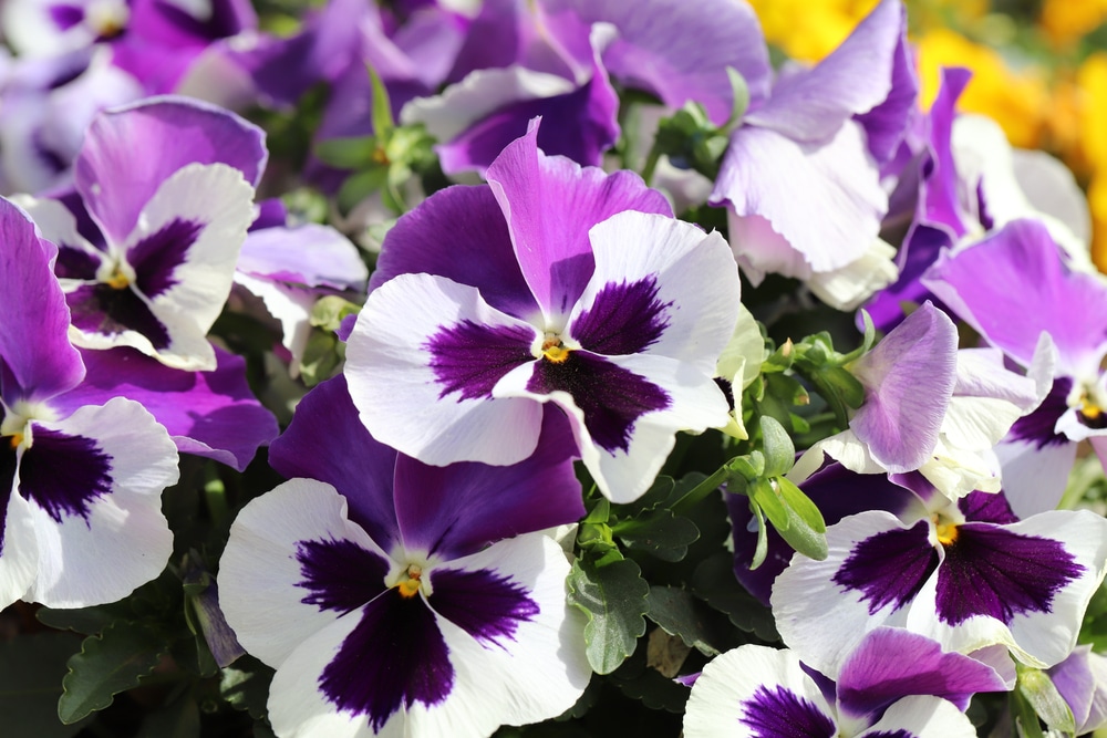White,And,Purple,Double,Colored,Pansy,Flowers,Blooming,In,Winter