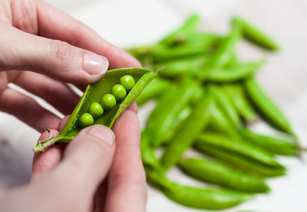 Woman,Holding,Fresh,Green,Peas.