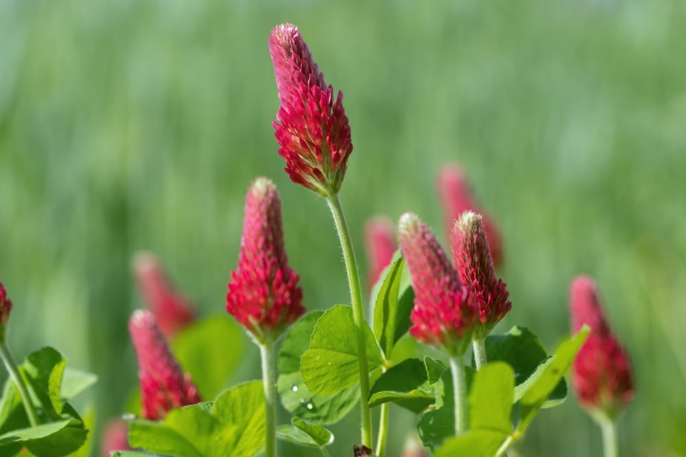 Blooming,Crimson,Clover,(trifolium,Incarnatum).