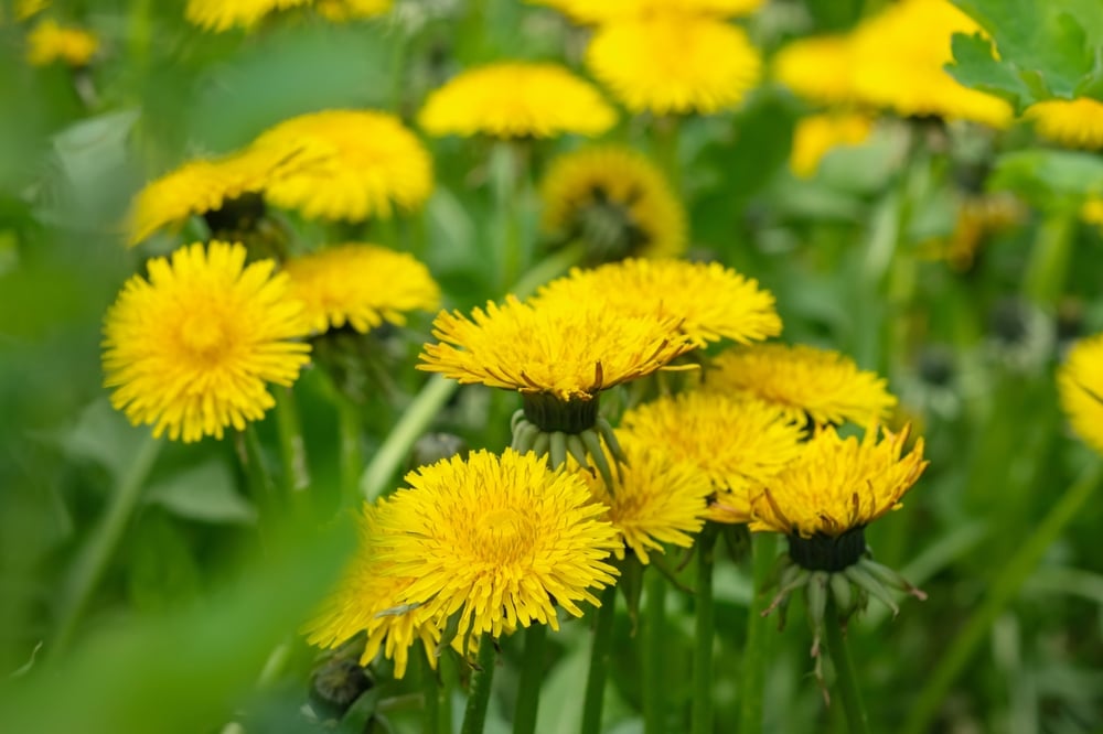 Close,Up,Of,Blooming,Yellow,Dandelion,Flowers,Taraxacum,Officinale,In