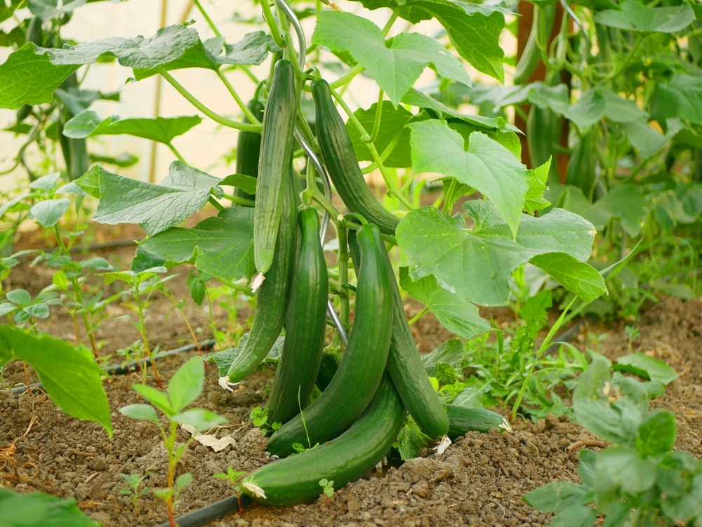 Cucumber,English,Cucumis,Sativus,Seedless,Bio,Green,Vegetable,Harvest,Farmer
