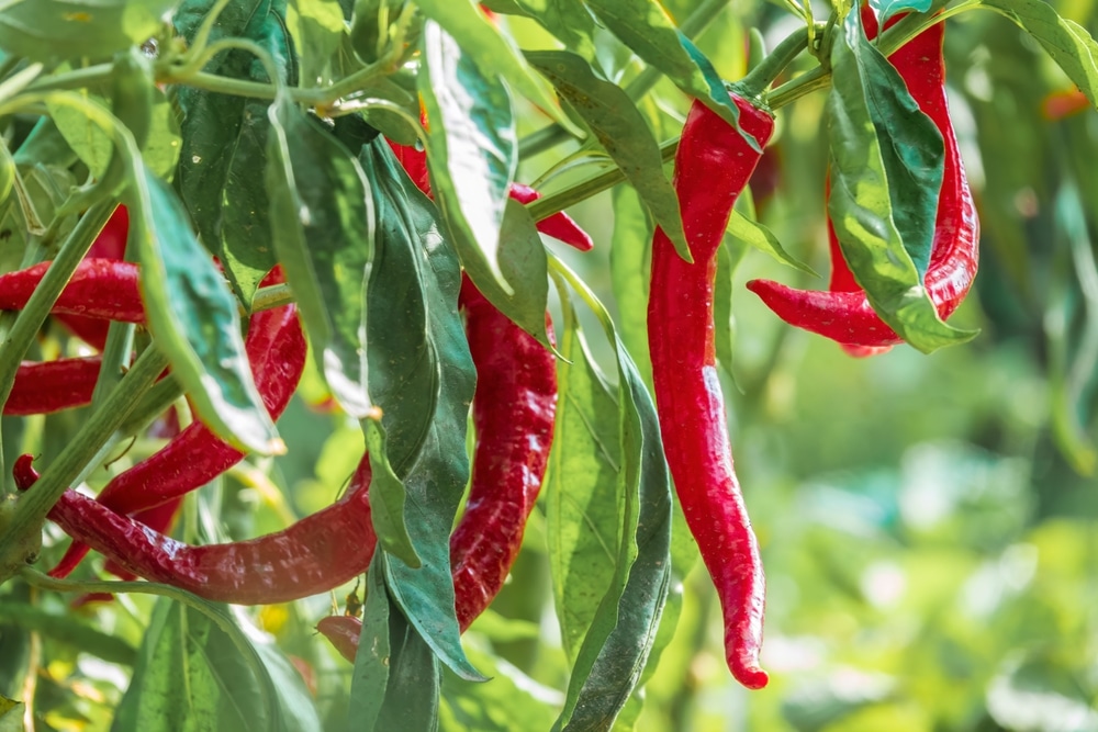 Red,Hot,Chili,Pepper,Plant,In,The,Garden