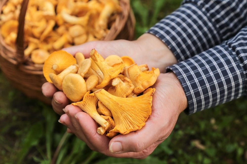 Chanterelle,Mushrooms,In,Mushroom,Picker,Hands,Close,Up.,Picking,Wild