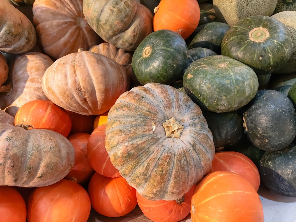 Various,Type,Of,Pumpkins.,Pile,Of,Pumpkin,In,The,Supermarket.