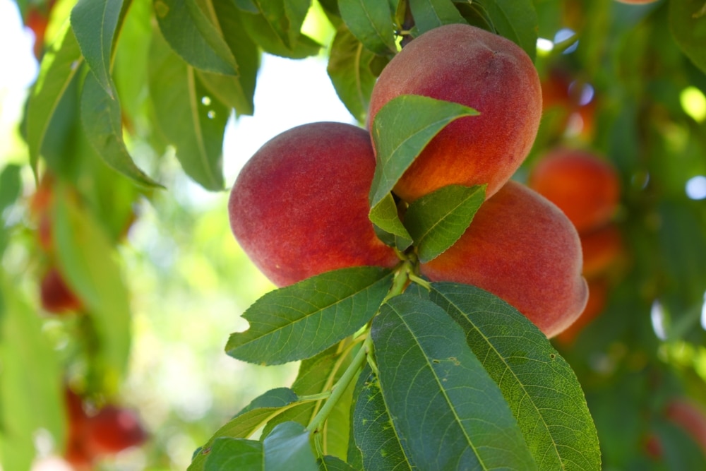 Fresh,Ripe,Peach,Fruits,On,A,Tree,Branch,With,Leaves
