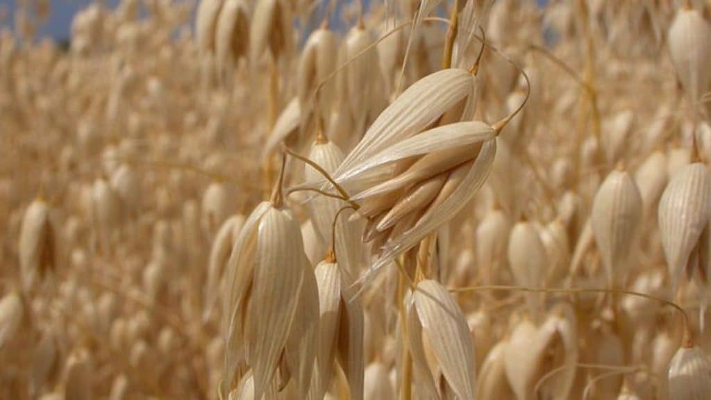 Oats
