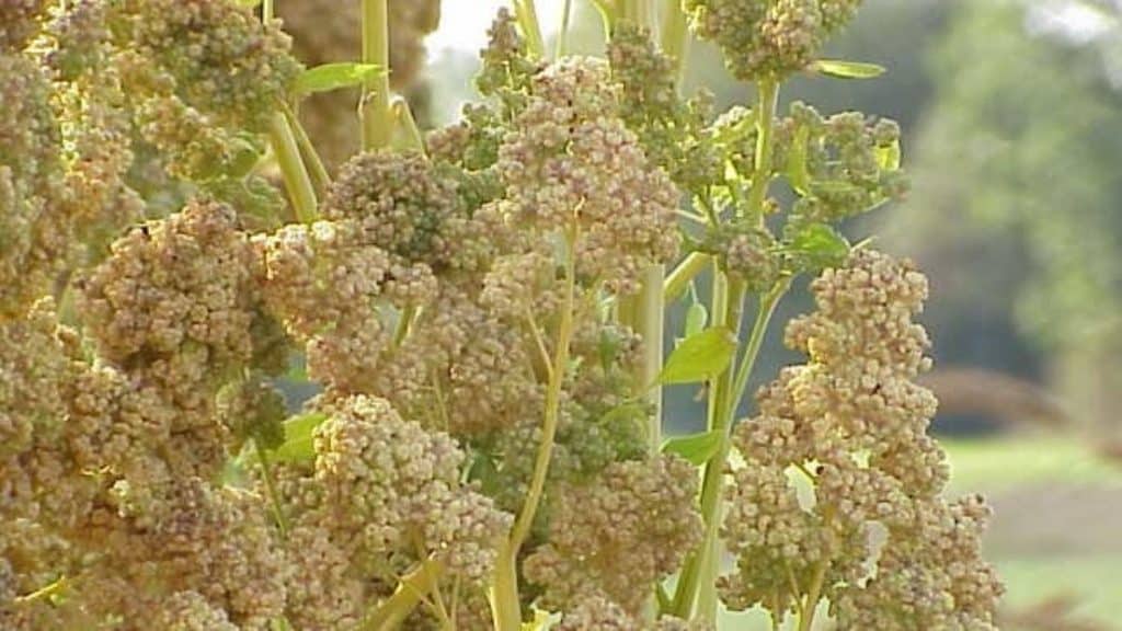 Quinoa