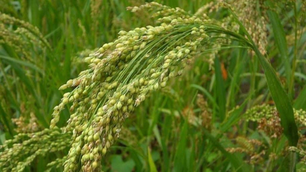 Millet