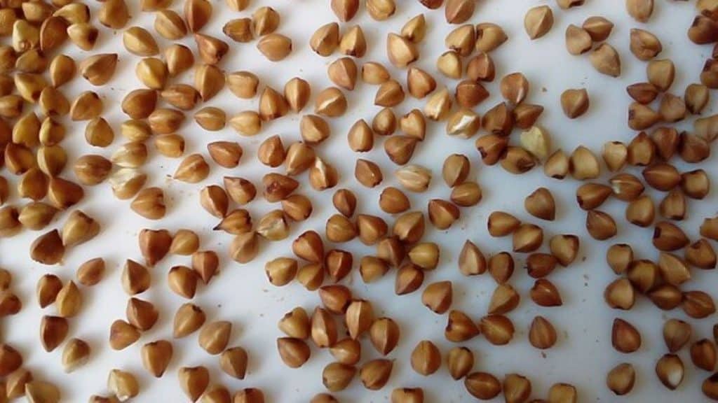 Buckwheat