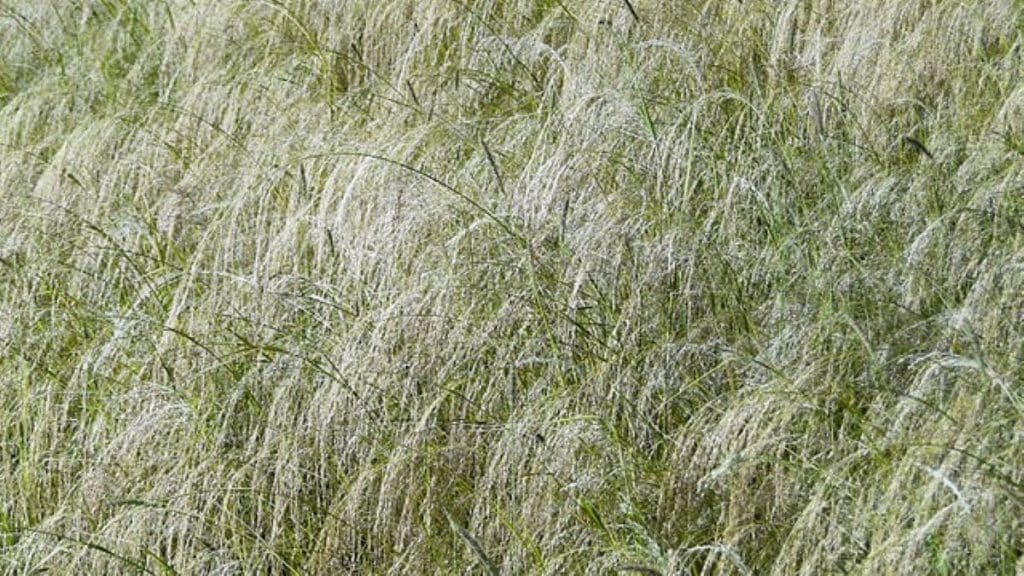 Teff,Grain,From,Africa,,Alternative,Gluten-free,Flour,For,Baking,And
