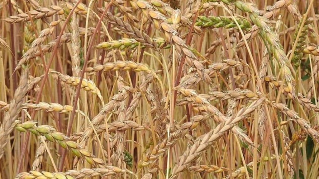 Spelt