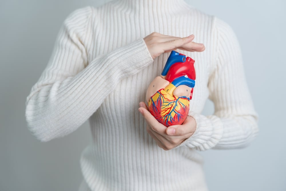 Woman,Holding,Human,Heart,Model.,Cardiovascular,Diseases,,Atherosclerosis,,Hypertensive,Heart,