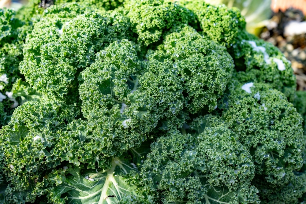 A,Large,Bush,Of,Kale,(brassica,Oleracea,Var.,Sabellica).,Kale