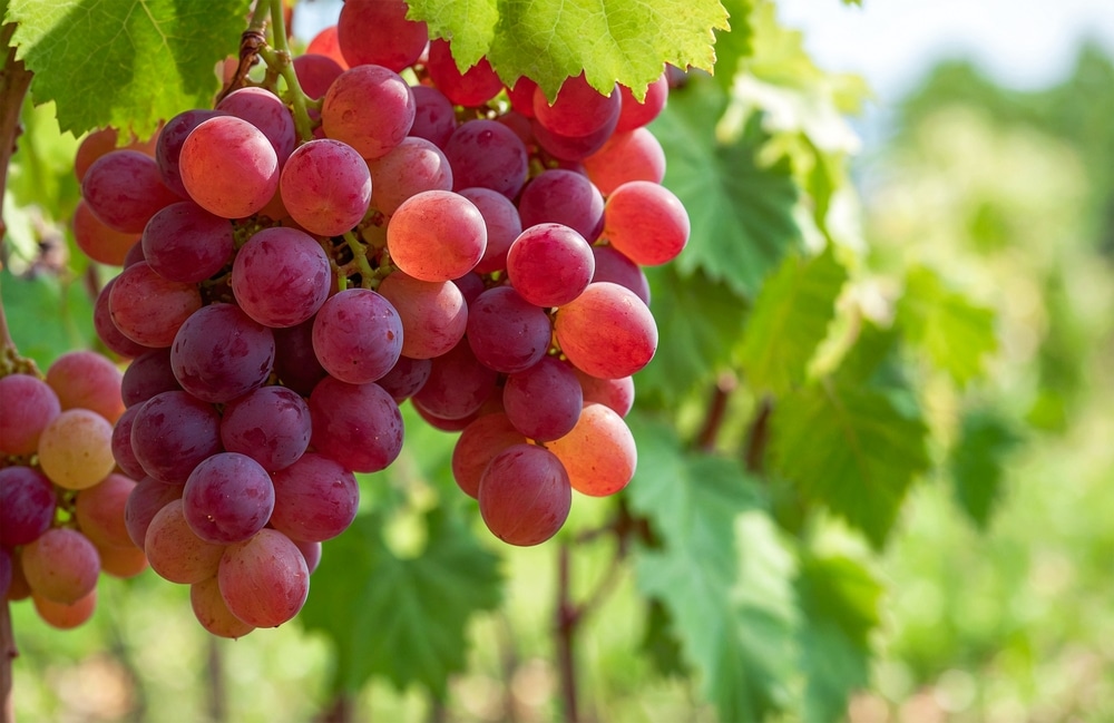 A,Vibrant,Bunch,Of,Red,Grapes,Hanging,From,A,Vine,