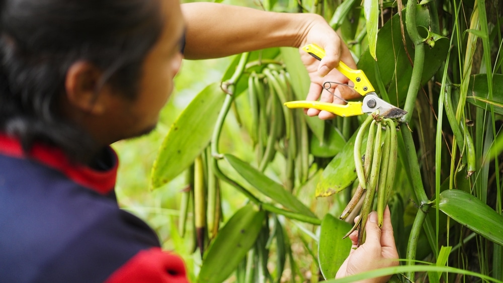 Closeup,Of,Vanilla,Farmer,Harvesting,Green,Vanilla,Beans,On,A