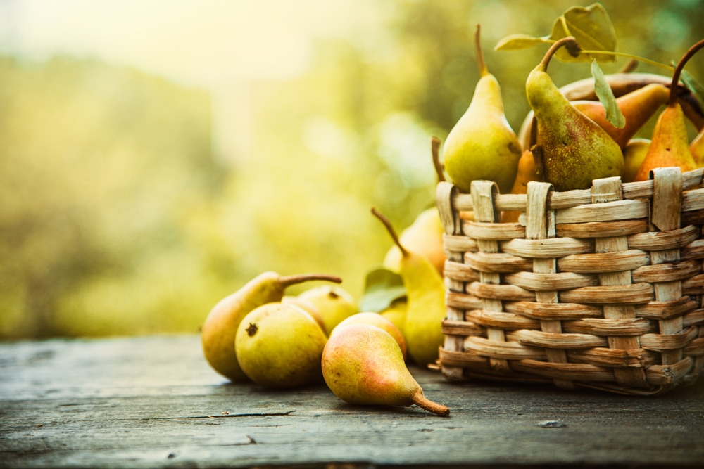 Autumn,Nature,Concept.,Fall,Pears,On,Wood.,Thanksgiving,Dinner