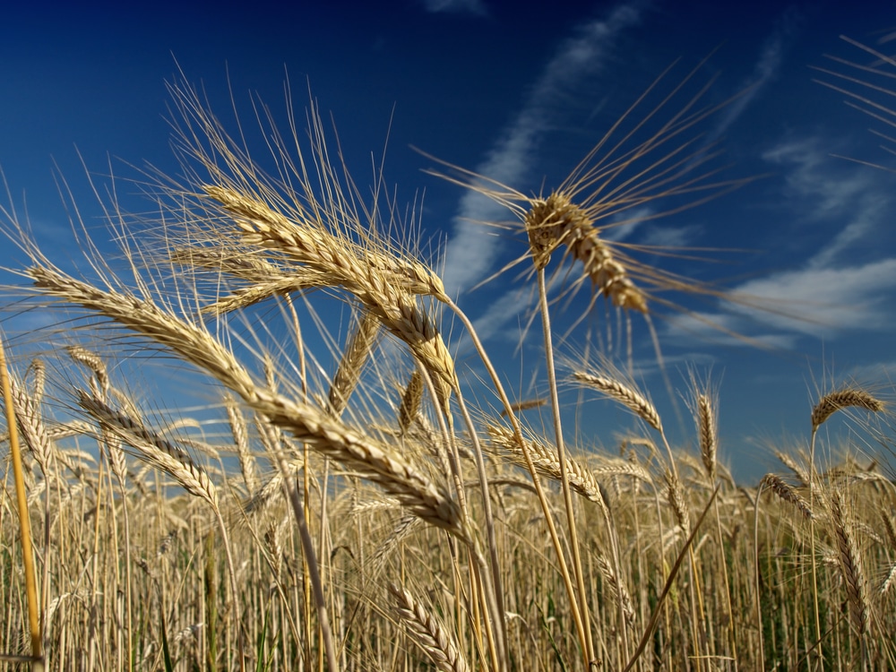 Close,Up,Of,Ripe,Wheat,Ears