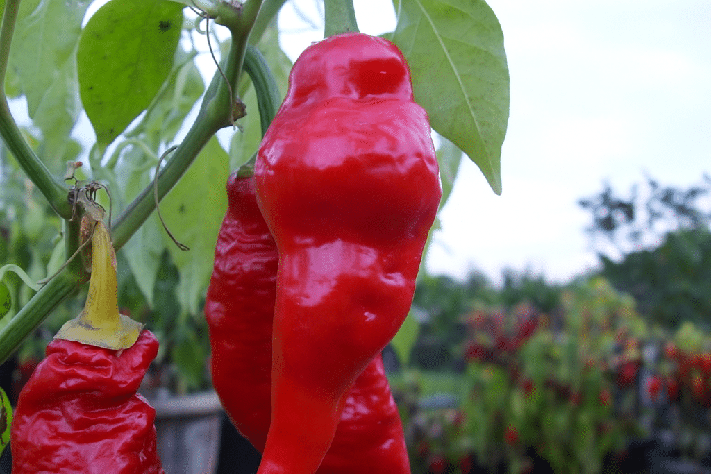 Monkey Face Chili