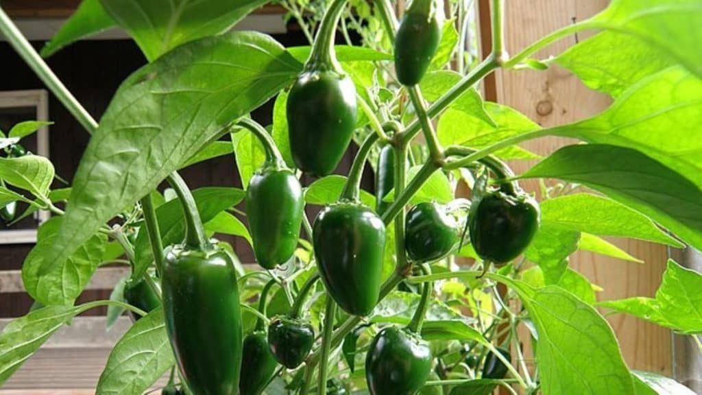Jalapeno_Estonia_2