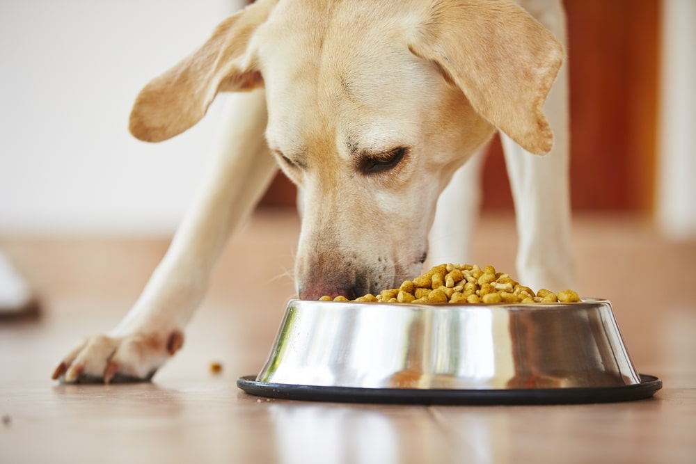 Hungry,Labrador,Retriever,Is,Feeding,At,Home.