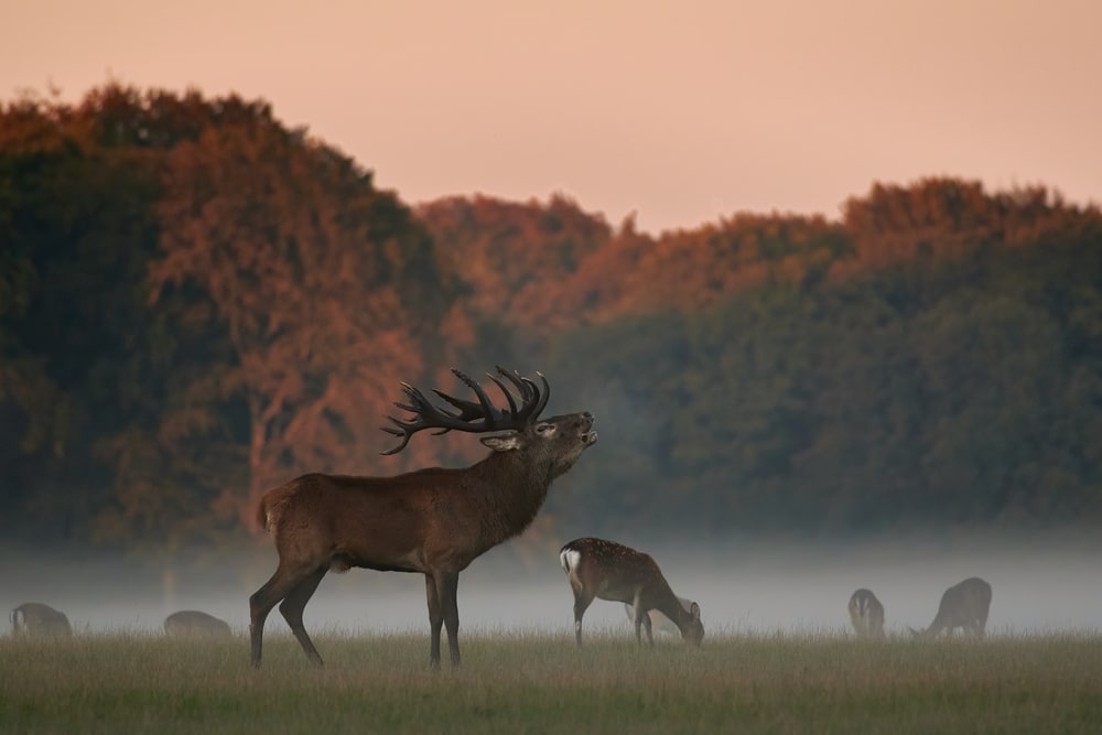 Red,Deer.,Deer,Males,Are,Characterized,By,Their,Loud,Trumpeting