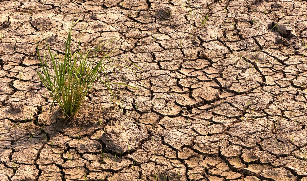 Cracked,Soil,A,Destruction,Of,Rice,Crop,Due,To,Drought