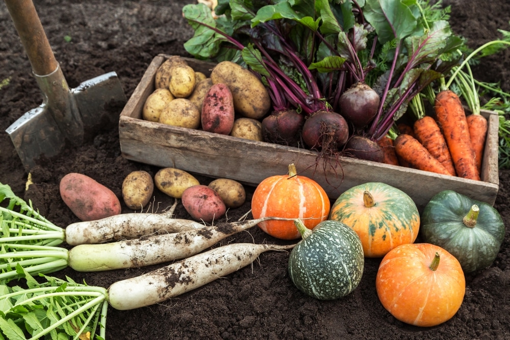 Autumn,Harvest,Of,Fresh,Raw,Carrot,,Beetroot,,Pumpkin,,Daikon,Radish