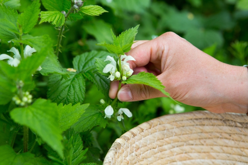Foraging,For,Lamium,Album,,Commonly,Called,White,Nettle,Or,White