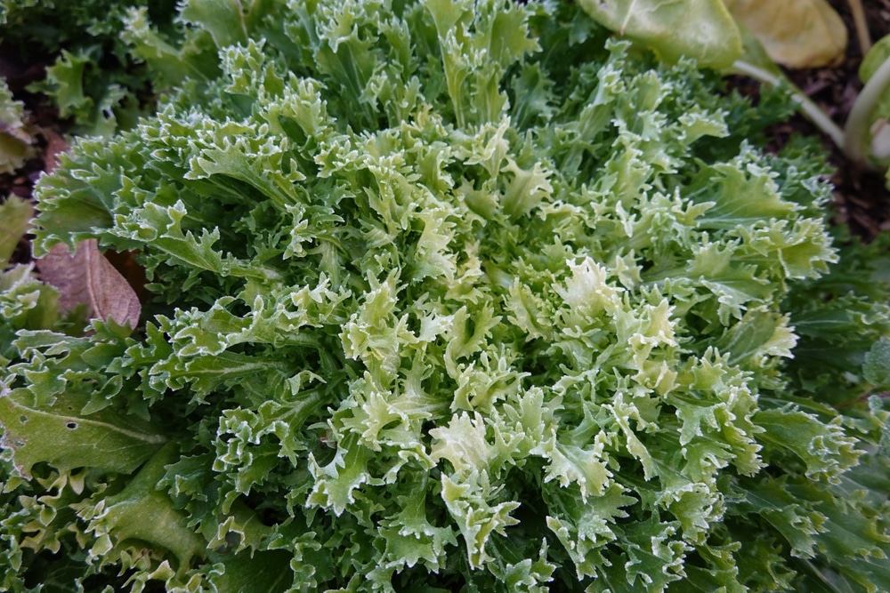 Cultivation,Of,Escarole,In,The,Organic,Garden,With,Frost