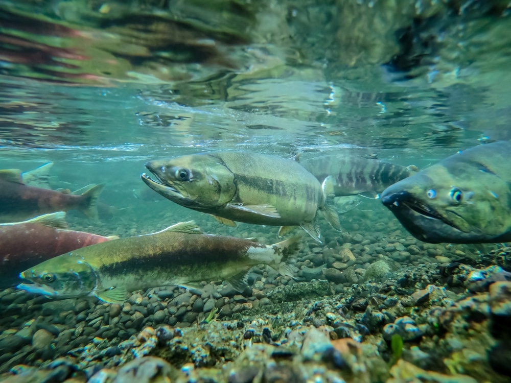 Salmon,Run,In,The,Pacific,Northwest