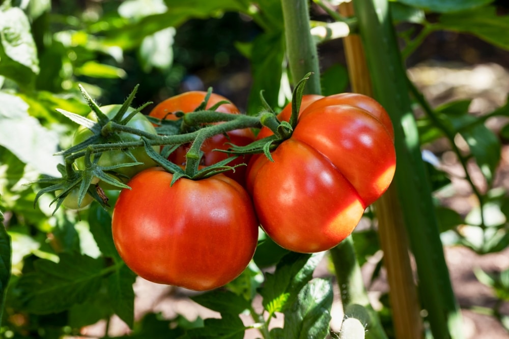 Three,Harvestable,,Large,And,Red,Tomatoes,And,One,Green,Tomato