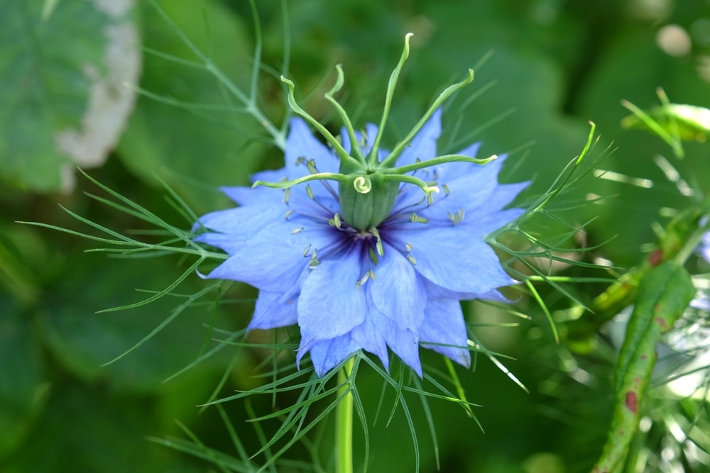 Blue,Nigella,'oxford,Blue',Flowers,In,Bloom.