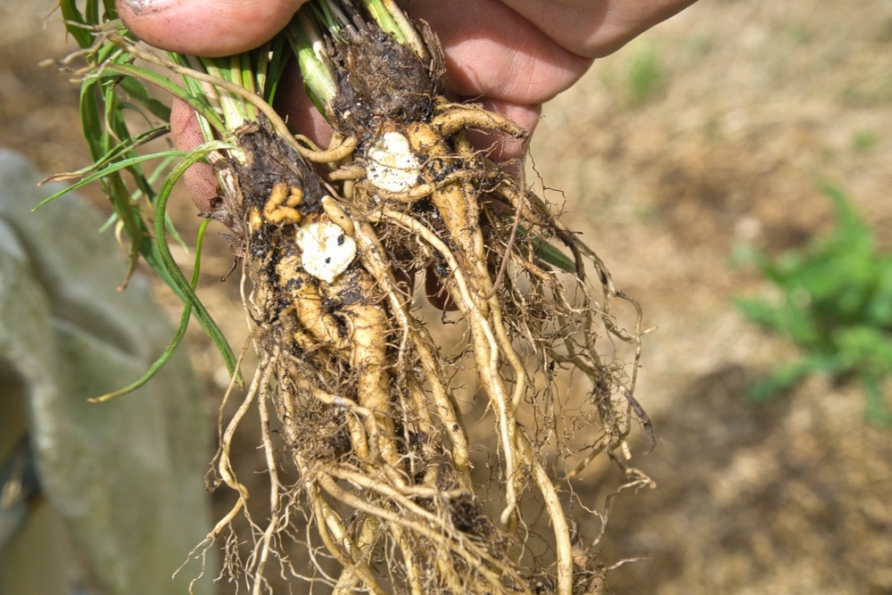 The,Freshly,Harvested,Edible,Tubers,Of,The,Yam,Daisy,Or