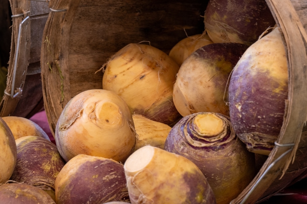A,Wooden,Round,Barrel,On,Its,Side,Filled,With,Turnips,