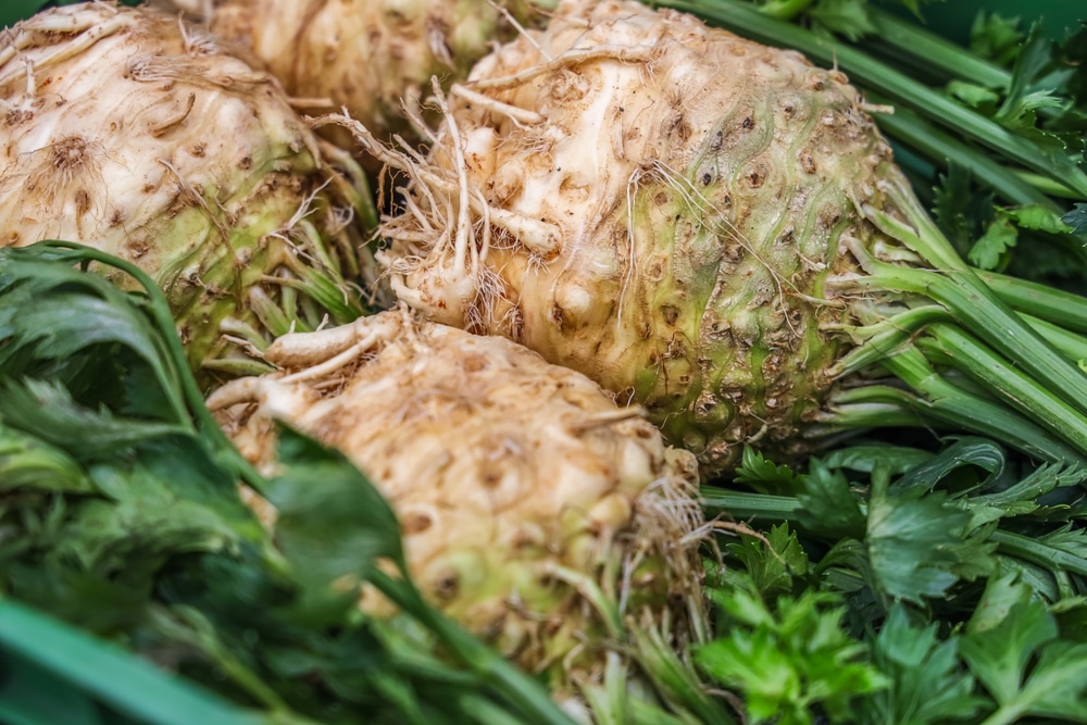 Celeriac,Also,Called,Celery,Root,,Knob,Celery,,And,Turnip-rooted,Celery