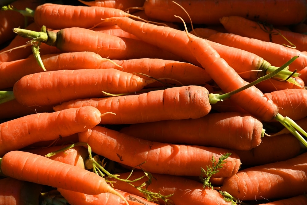 Natural,Pattern,Of,Fresh,Washed,Organic,Carrots.