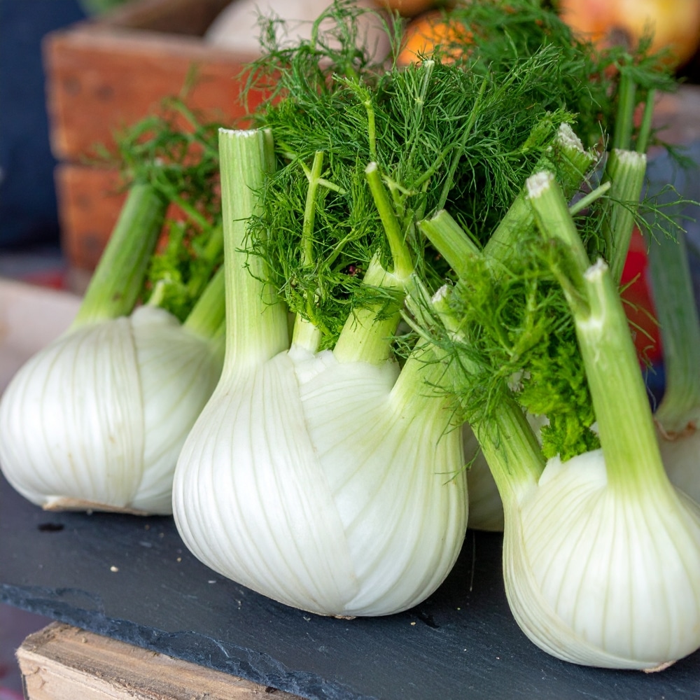 Crisp,Fennel,Bulbs,On,Slate,Board,At,Farmers,Market