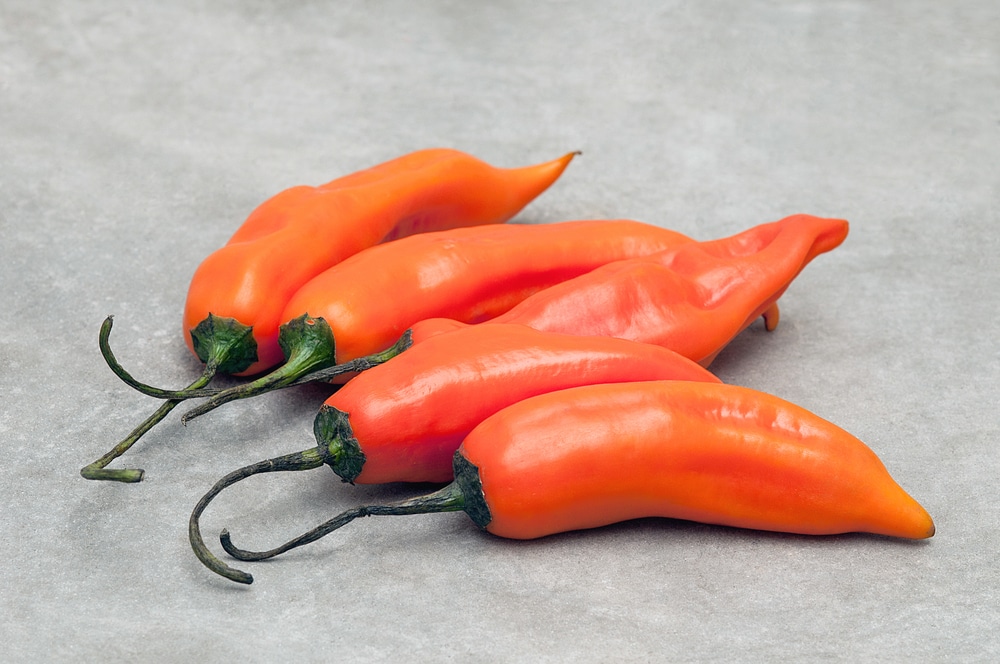 Aji,Amarillo,Hot,Pepper,On,Stone,Background