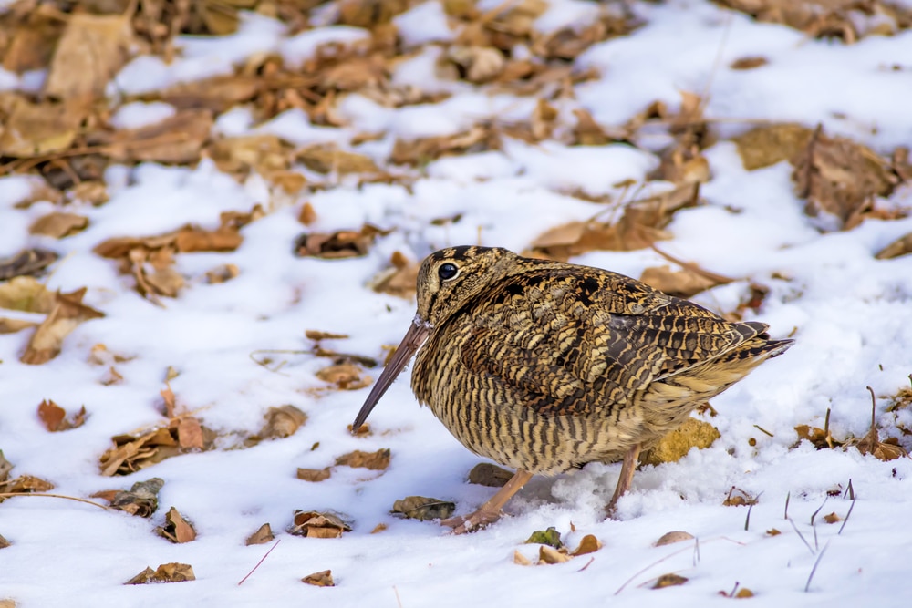 Woodcock.,Snow,And,Dry,Leaves,Background.,Bird:,Eurasian,Woodcock.,Scolopax