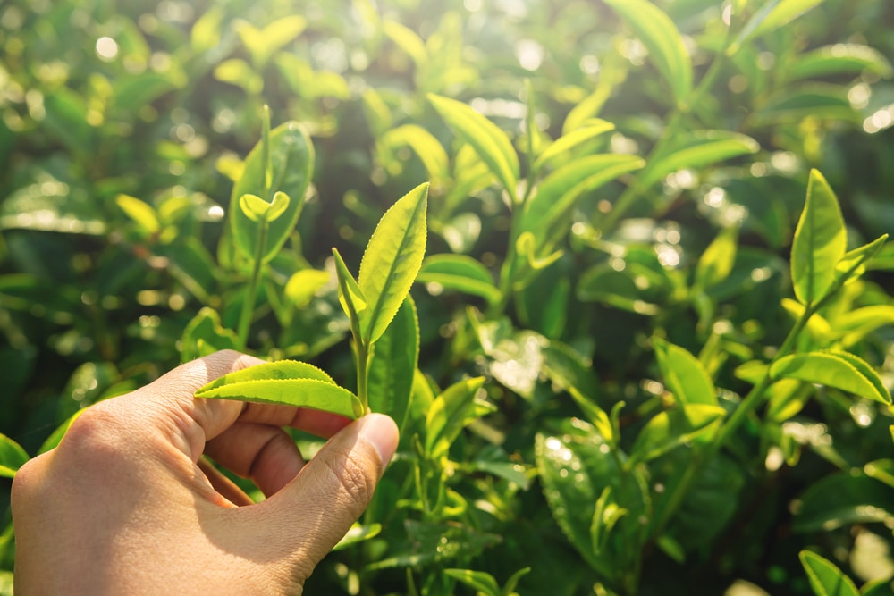 Farmer,Picking,Tea,By,Hand,,Harvesting,In,Every,Morning,At