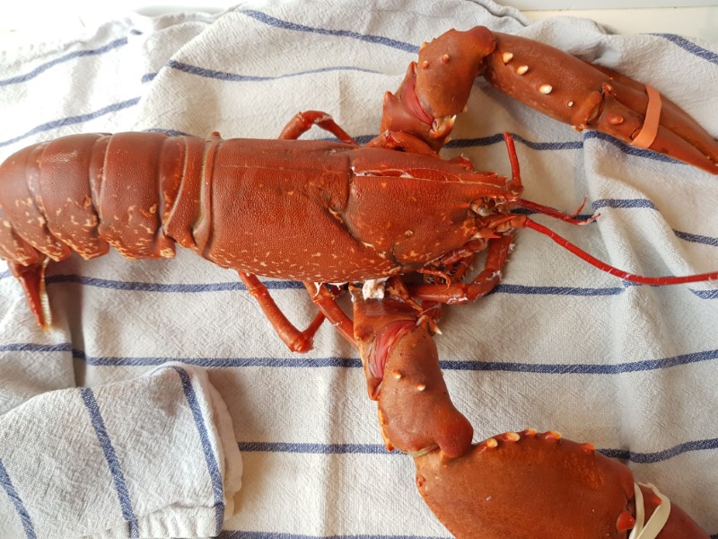 Ravioli with Lobster