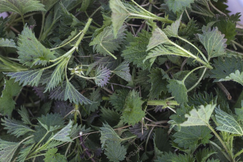 Nettles tea